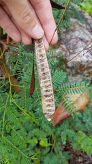 Leucaena leucocephala