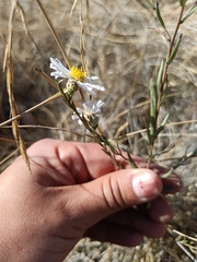 Symphyotrichum moranense