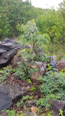 Leucaena leucocephala