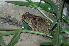 Sclerophrys regularis