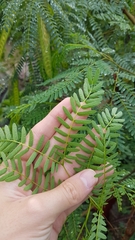Leucaena leucocephala