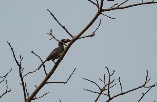 African Gray Hornbill