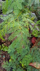 Leucaena leucocephala