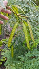Leucaena leucocephala
