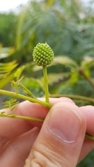 Leucaena leucocephala