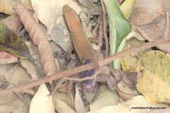 Eutropis macularia