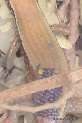 Eutropis macularia