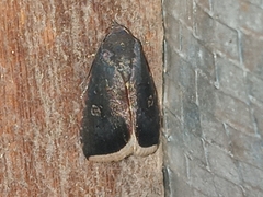 Micrathetis canifimbria