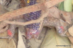 Eutropis macularia