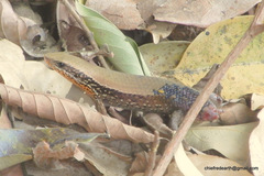 Eutropis macularia