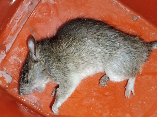 Rattus nitidus, 2022-11-11