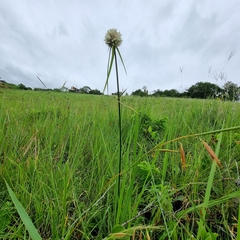 Cyperus niveus leucocephalus