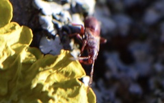 Oxycarenus