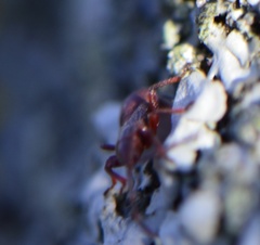 Oxycarenus