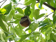 Cynopterus brachyotis