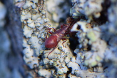 Oxycarenus