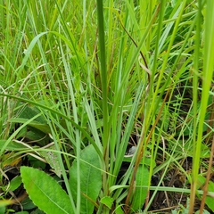 Cyperus niveus leucocephalus