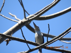 Todiramphus chloris davisoni