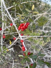 Ilex myrtifolia