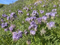 Phacelia tanacetifolia