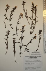 Pedicularis lapponica