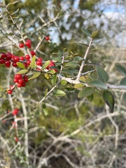 Ilex myrtifolia