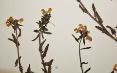 Pedicularis lapponica