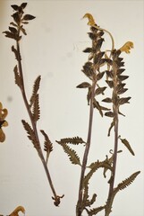 Pedicularis lapponica