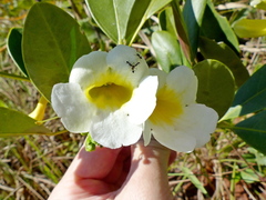 Anemopaegma arvense
