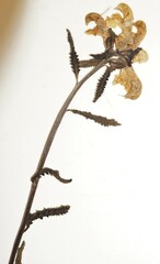 Pedicularis lapponica