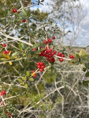 Ilex myrtifolia