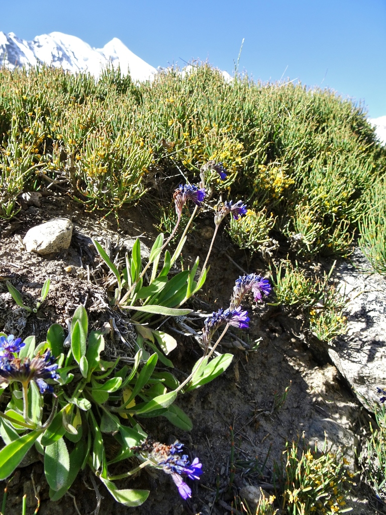 Bugloss Alpine Bluebell