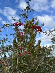 Ilex myrtifolia