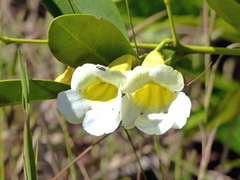 Anemopaegma arvense