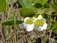 Anemopaegma arvense