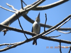 Todiramphus chloris davisoni