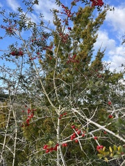 Ilex myrtifolia