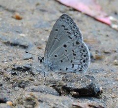 Celastrina lavendularis