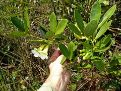 Anemopaegma arvense