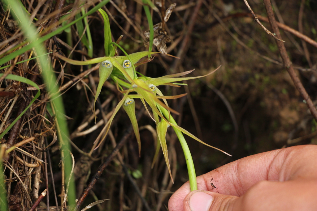 Trichlora peruviana