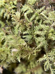 Sphagnum affine