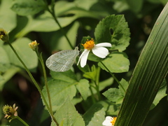 Leptosia nina niobe