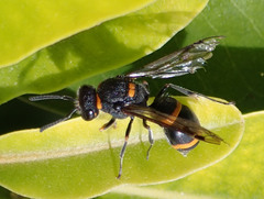 Ancistrocerus haematodes