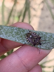 Codophila varia