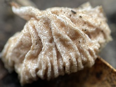 Hypomyces tremellicola