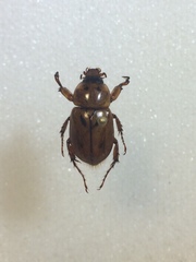 Cyclocephala discolor