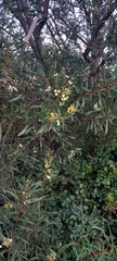 Acacia provincialis