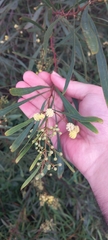 Acacia provincialis