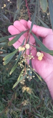 Acacia provincialis