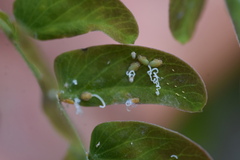 Acizzia jamatonica